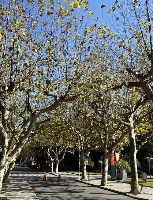 上海师范大学音乐学院有何特色?-第1张图片-泰美艺术培训 上海师范大学音乐学院有何特色?-第1张图片-泰美艺术培训